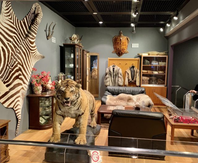 人と自然の博物館　トラ