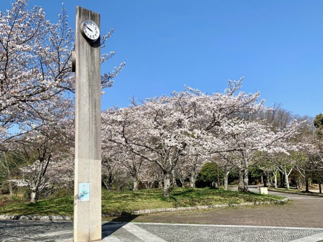 三田谷公園　お花見　桜