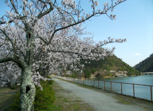 金仙寺湖　桜