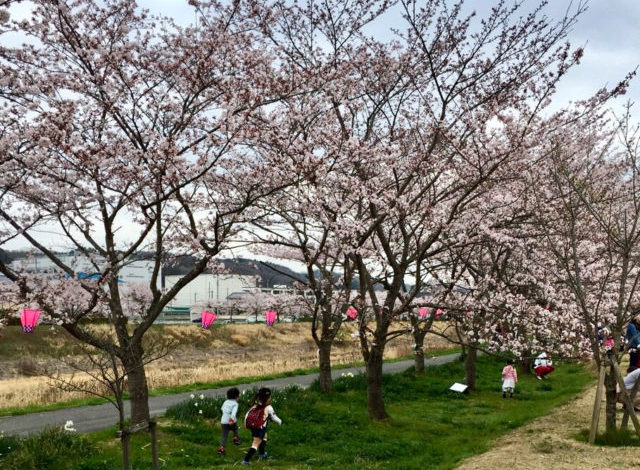 武庫川桜回廊