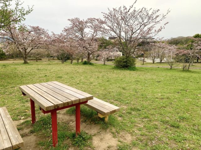 ねぶたに公園　桜